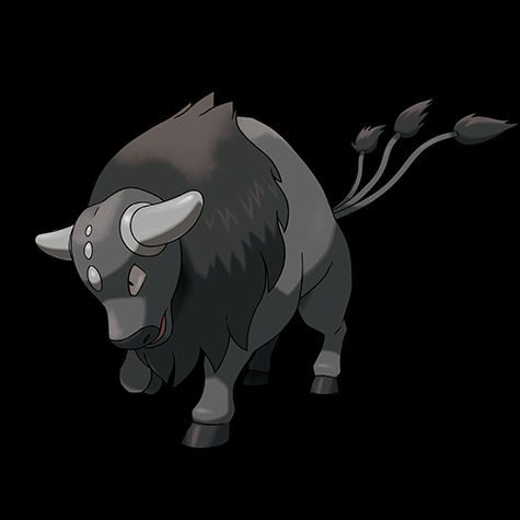 Paldean Tauros Combat Breed